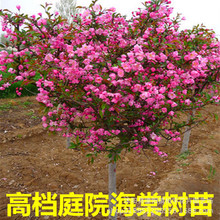 ���Ę���ߗU�������Ĵ��紹�z�G����ľͥԺ���Ժ��Ļ����ļ��_��