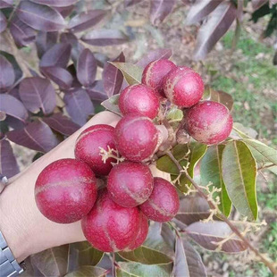 ���ۘ���ʯ����������A�޽����ļ��������~�Ϙ�ͥԺ���⮔��Y��