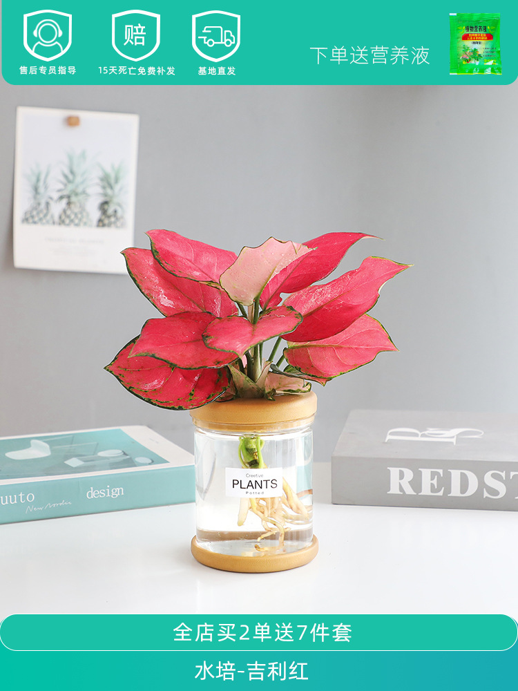 수경재배【Geely Red】