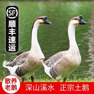 �����ڏV�|�����Z���r��ɢ�B�������Z�{�^����Z��ֻ���r�F���F�l