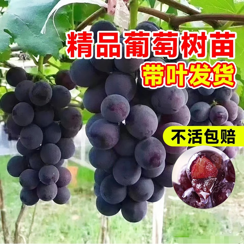 葡萄树苖巨峰阳光玫瑰果树果苗盆栽南北方耐寒嘉宝果四季种植树苗