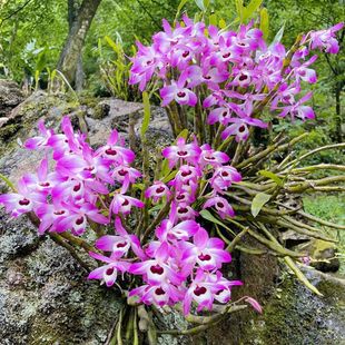 �F�ݳ�ˮ���Oʯ�� �^�p�_�����ԾGֲ  �_������ �����L�~