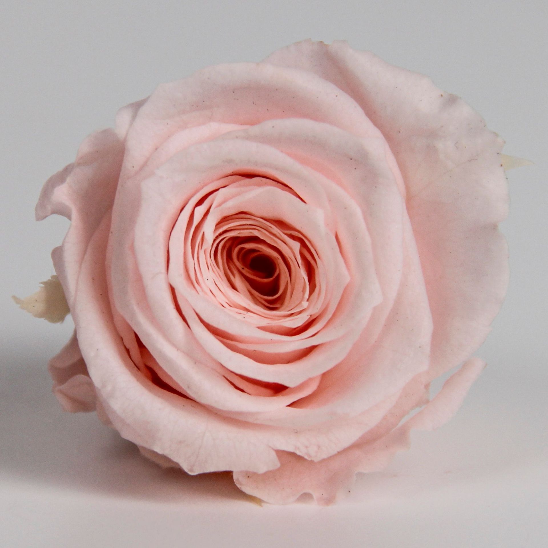 Rosa Preservada A+ de 5-6 cm, Flor Real Seca, Regalo DIY, Venta al por Mayor de Yunnan, Ramo para el Día de la Madre, 520