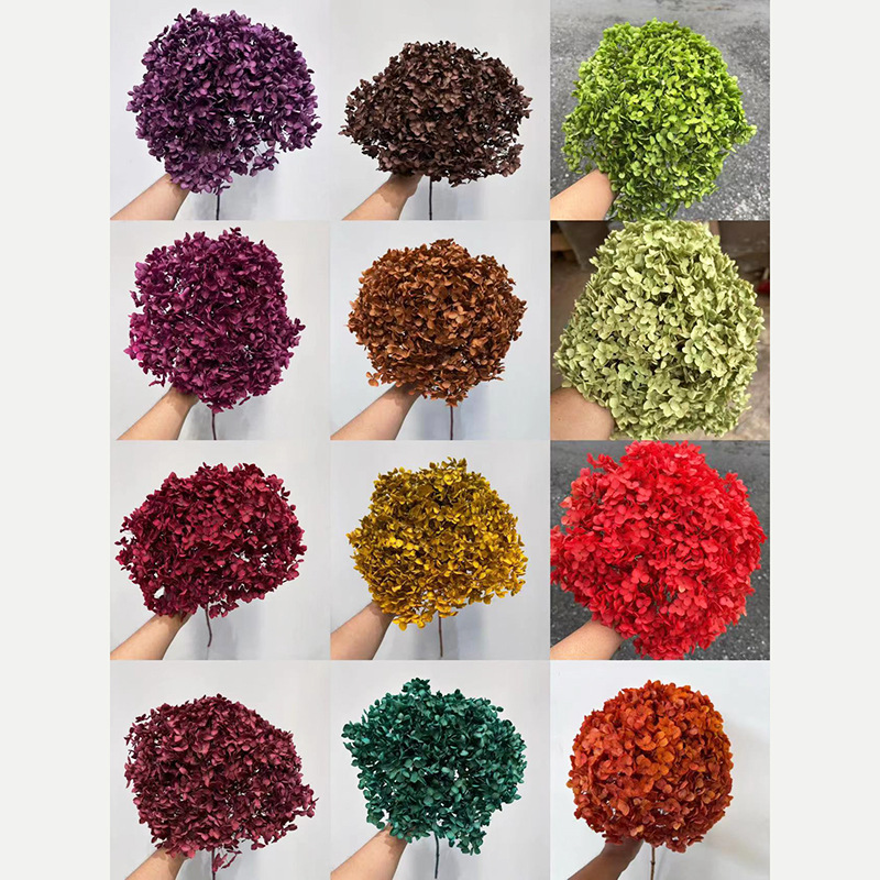 Anna hydrangea randomly colored single 20cm flower head