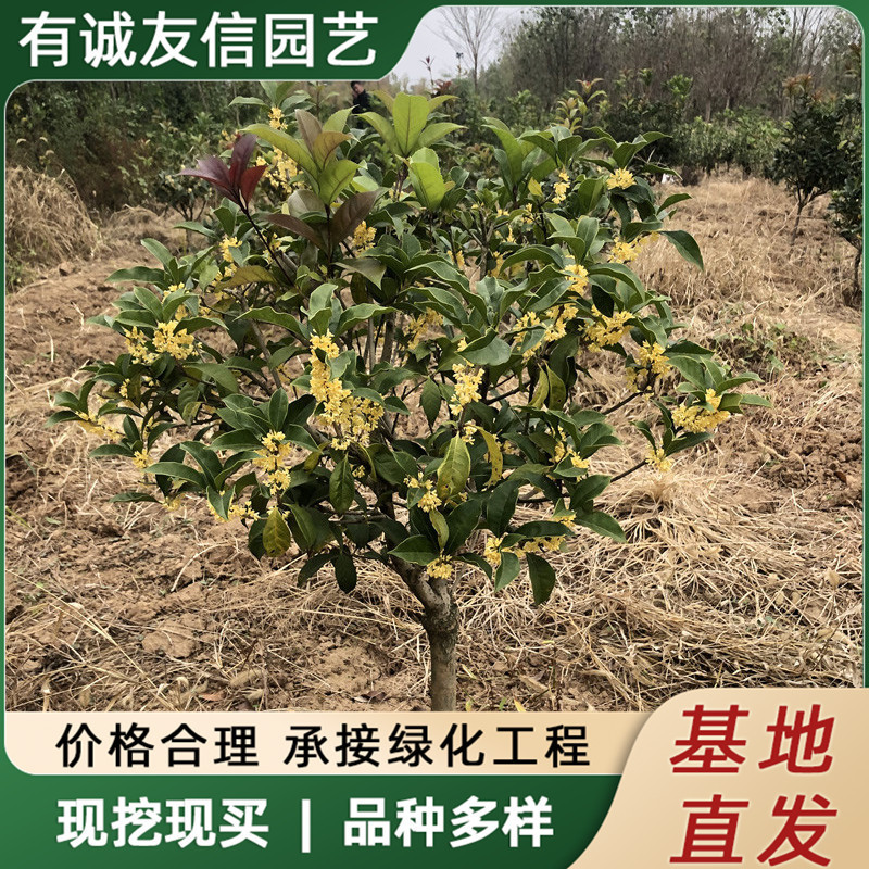Grafted Four-Season Osmanthus Saplings Potted Ground Planting Indoor House Courtyard Golden Osmanthus and Osmanthus Strong-Scented Plant Landscape Tree