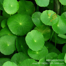 ���l���� �㹽�� �S�����˽� ���~���˽� ˮ��ֲ�����l