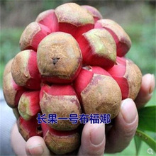 黑老虎果树苗布福娜苗四季庭院阳台易栽易种通道黑老虎苗地栽盆栽