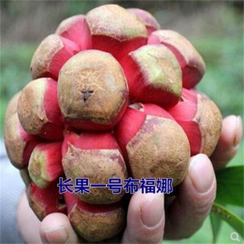 黑老虎果树苗布福娜苗四季庭院阳台易栽易种通道黑老虎苗地栽盆栽
