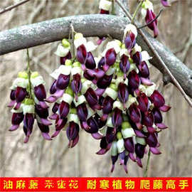禾雀花树苗油麻藤盆栽地栽阳台庭院当年种植物当年开花油麻藤图片