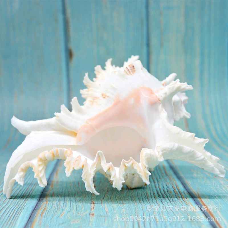 Thousand -handed snails snails natural conch shell fish tank decoration aquarium landscaping Mediterranean style small decoration