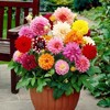 [E -commerce purchase] Easy explosive pot seeds flowers constantly flowers seeds, indoor and outdoor seasons, ease of living potted flowers