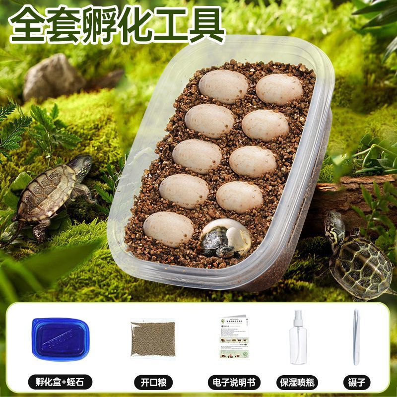 [거북알 10개] 무료 부화장비 + 인지교육