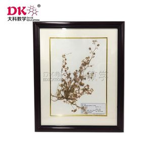 Daye Teaching Plant Wax Leaf Specimens Exhibition Hall Exhibition Display Solid Wood Frame Hardcover Qianli Guang Centella Asiatica