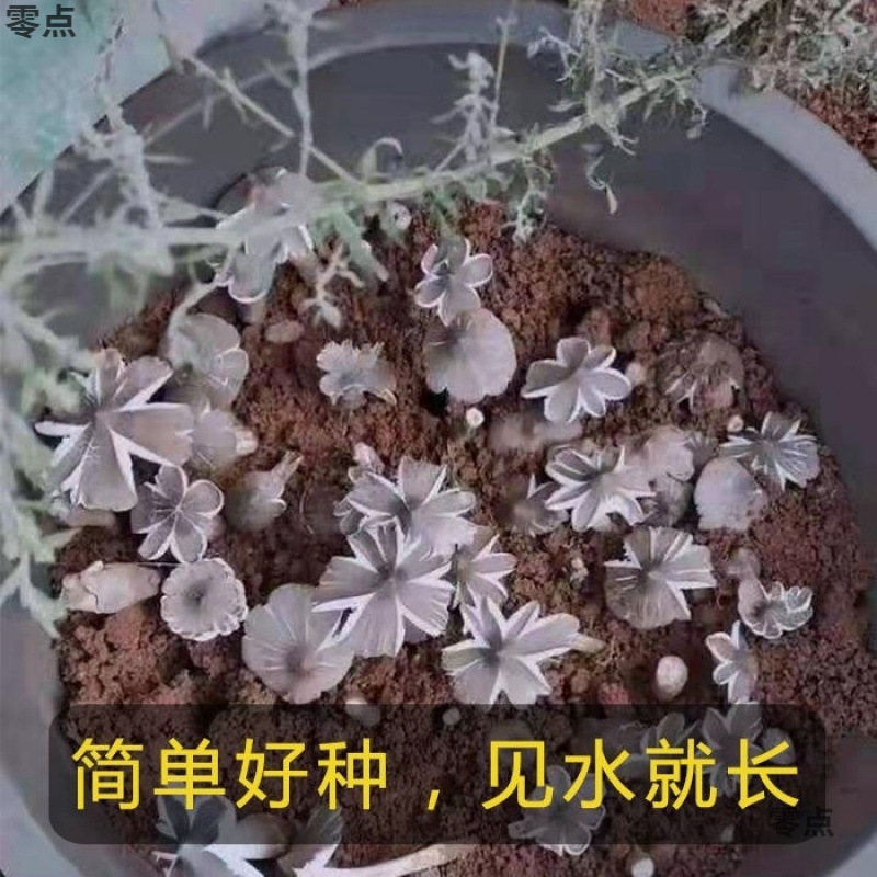 正宗鸡枞新鲜种家种包伞把菇纯野生菇三塔荔枝四季种1|undefined