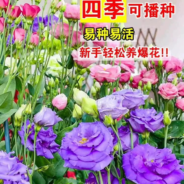 Четырехсезонное посев семян цветов лизиантуса, семена цветов с двойными цветками и легкими в выращивании, семена цветов для двора на открытом воздухе.