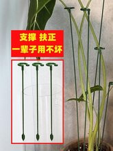 大型植物支撑杆茄子商用园艺花卉天堂鸟盆栽绿植物固定果树大号