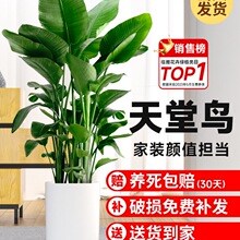 天堂鸟盆栽室内客厅感大型绿植办公室大叶植物鹤望兰新房