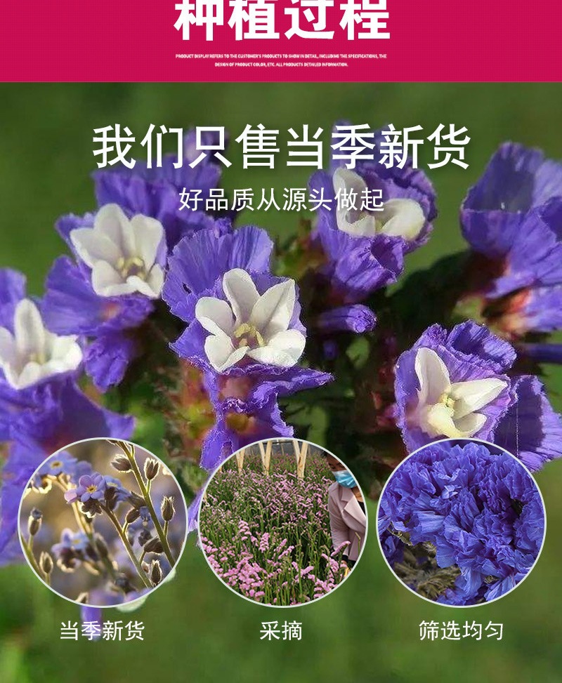Dried Forget-Me-Not Flowers Wu Wang Wo 500g Loose Herbal Tea Blue Edible Botanicals specifications