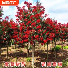 lb7紫薇树苗地栽盆栽红火箭紫薇树花卉绿化工程苗耐寒庭院百日红