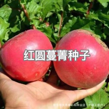 �t��ݼ�N��������ɫ���ļ��߮a�T����^�����͟�߮a�����߲˷N��