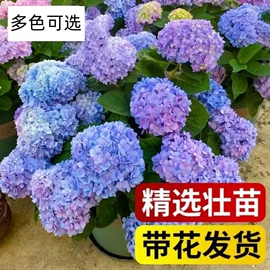 盆栽;乔木;花盆容器