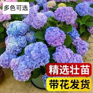 �����玧���l؛�o�M���ļ���������ͥԺ���B�Ļ���ֲ���҃Ȼ�