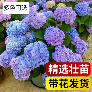 绣球花苗带花发货无尽夏四季绣球花盆栽庭院好养的花卉植物室内花