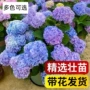 庭院植物盆栽四季绣球花