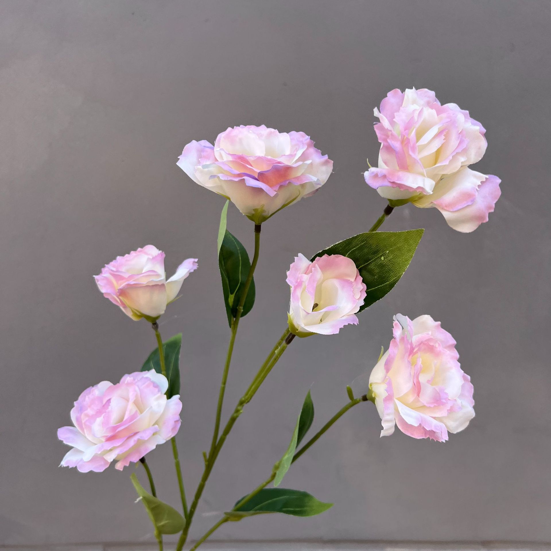 Platycodon grandiflorum-라이트 퍼플