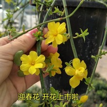 �������lӭ���_�����Sӭ�����紹����Ԯ�G���ٱ�ֲ���B�N����