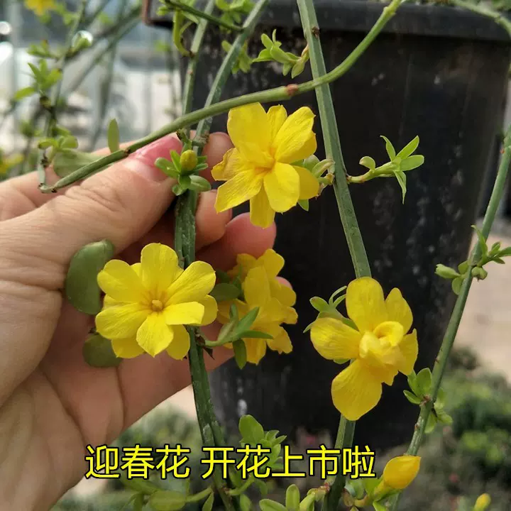 基地批发迎春开花金黄迎春花苗垂吊攀援绿化藤本植物连翘树苗