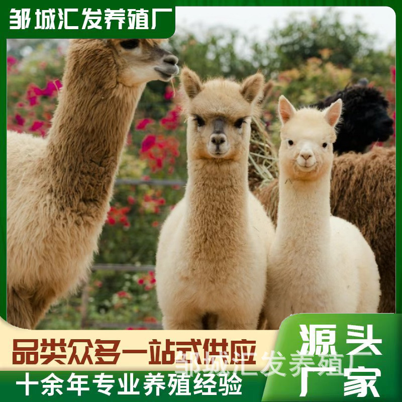 宠物观赏羊驼活体出售萌宠羊驼呆萌可爱室内养殖景区观赏租赁