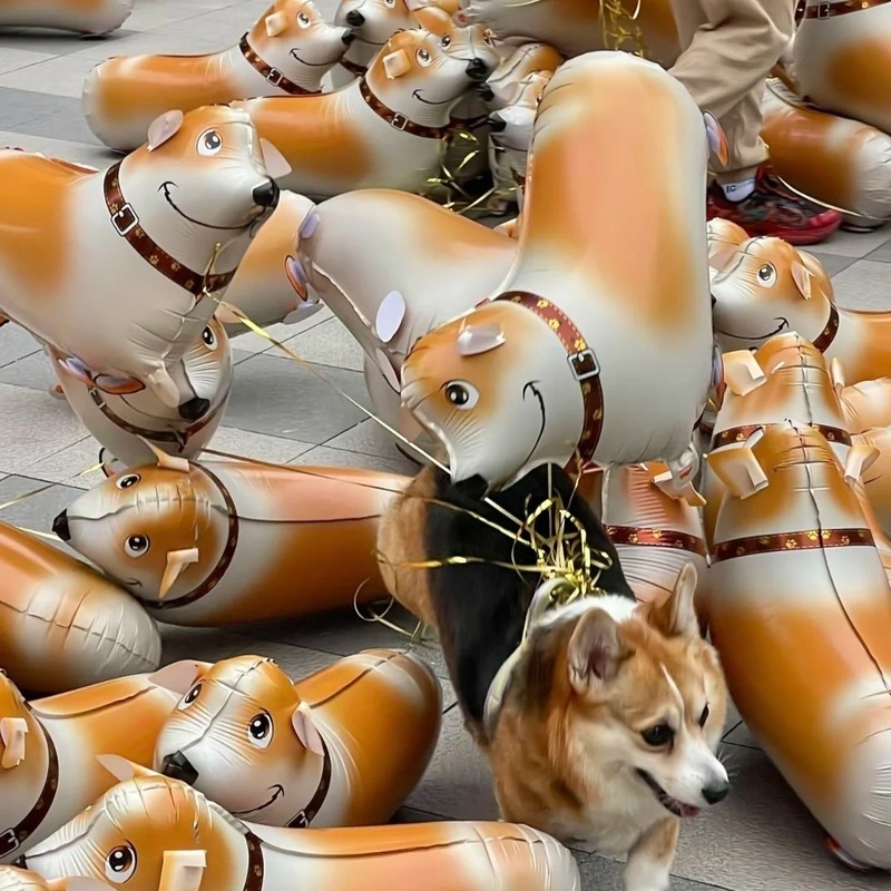 立っています。コーギーの子犬が歩いています。|undefined