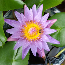 �{��˯ɏ �������l ���� �^�pˮ��ֲ�� �˹���ع��@�Nֲ