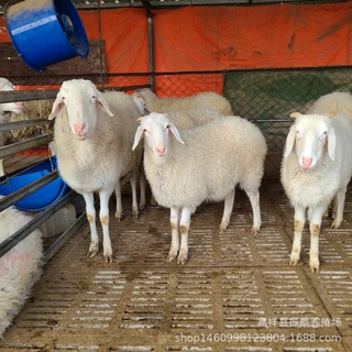 小尾寒羊小羊羔养殖  孕羊 种羊  哪里有小尾寒羊养殖场