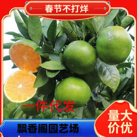 爱媛红美人柑橘苗无籽沃柑丑橘苗春见粑粑柑苗砂糖橘子苗蜜桔树苗