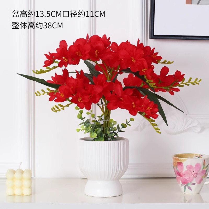 다홍샹설란 9갈래 + 키가 큰 세로무늬 병