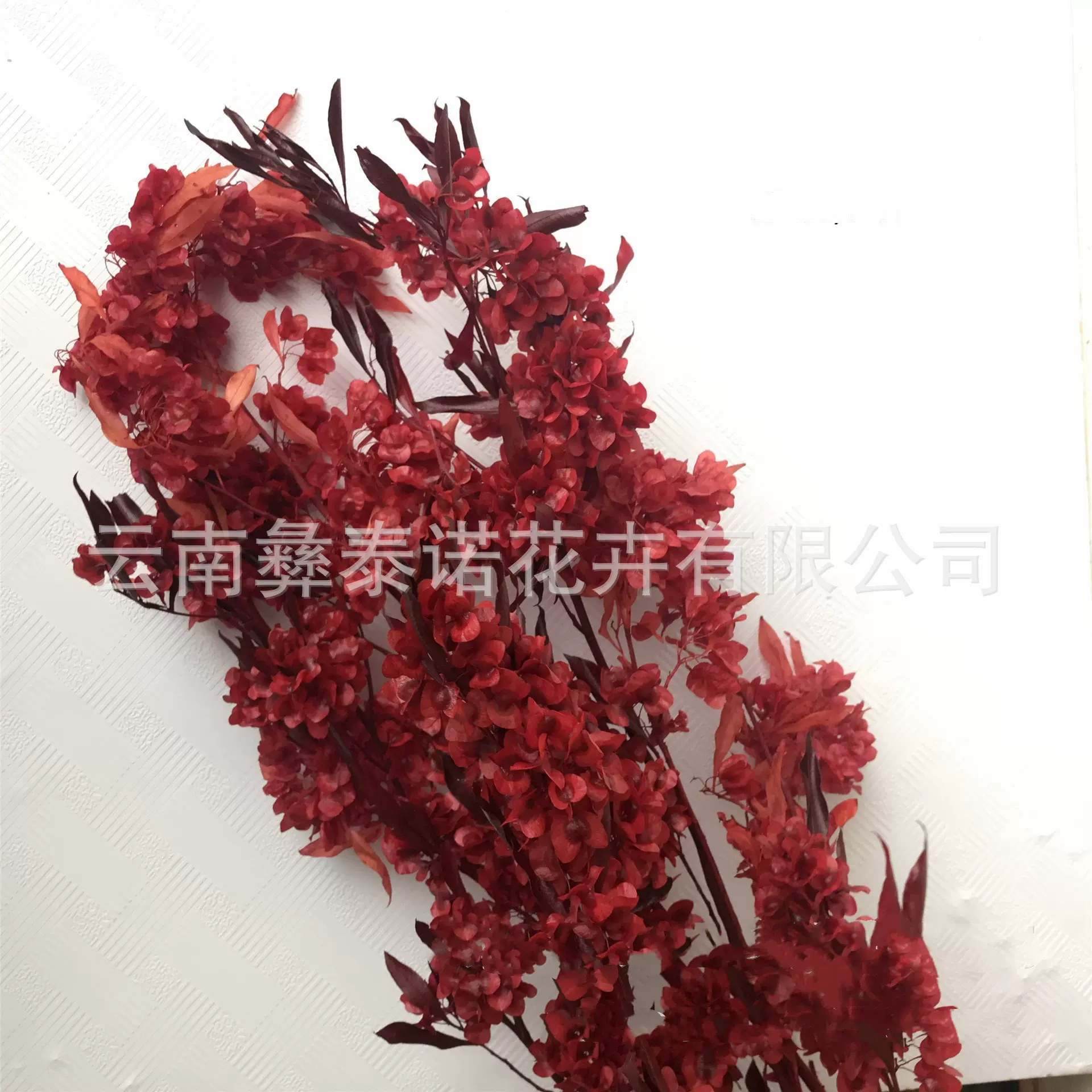 永生花蝴蝶花迎客豆批发永生新年花材
