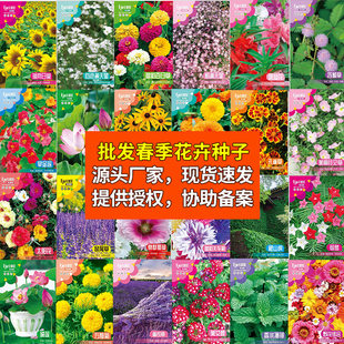 Flower seeds wholesale starry sunflower cosmos zinnias sunflower mimosa mint bowl lotus lotus