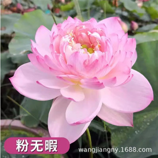 �ļ��_��������ɏ�N��ˮ��ֲ��˯ɏ�ɻ��̨ˮ��ˮ�B�҃ȾGֲ����