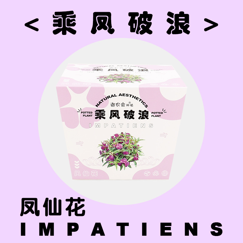 피닉스를 타고 파도를 깨십시오 (Impatiens)