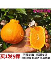 �Ĵ��޽Ӳ�֪���˹ָ��٘��紺Ҋ��ҰҸ̘����̳�����̽���