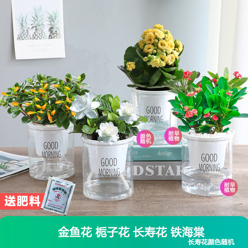 [꽃세트 4화분] 칼라란타 + 철베고니아 + 금붕어꽃 + 치자나무 + 무료비료