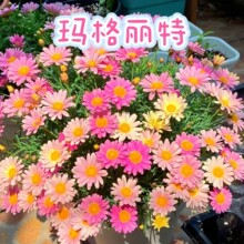 �������ػ��绨�������̨ͥԺ���@ֲ��С�r�ձ����ջ����x��С��