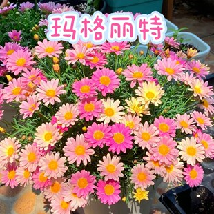 �������l؛���������ػ������Ի���ֲ���҃Ȼ��ļ��_�҃�����B��