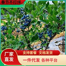 һ�����l�{ݮ�����{ݮ�����������Ϸ������Nֲ�ش����Ե�������