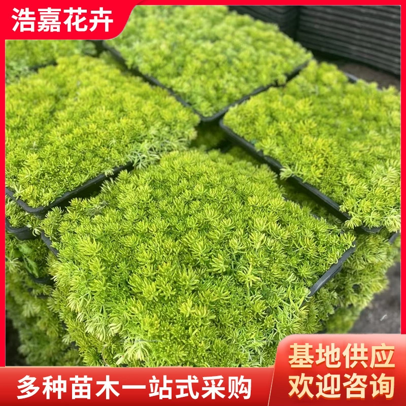 Саженцы седума с золотыми листьями, саженцы с золотыми полосками, питательные стаканчики для саженцев для зеленения.