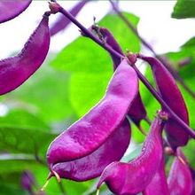 �ϱⶹ�N�� ��ü���ϼtɫ���춹�N����ܿ���ļ�����ͥԺ�߲˷N��