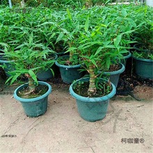 ������辰���� �҃ȳ���͏d���ԾGֲ �_�h��ͥԺ��ɽ��ˮ������