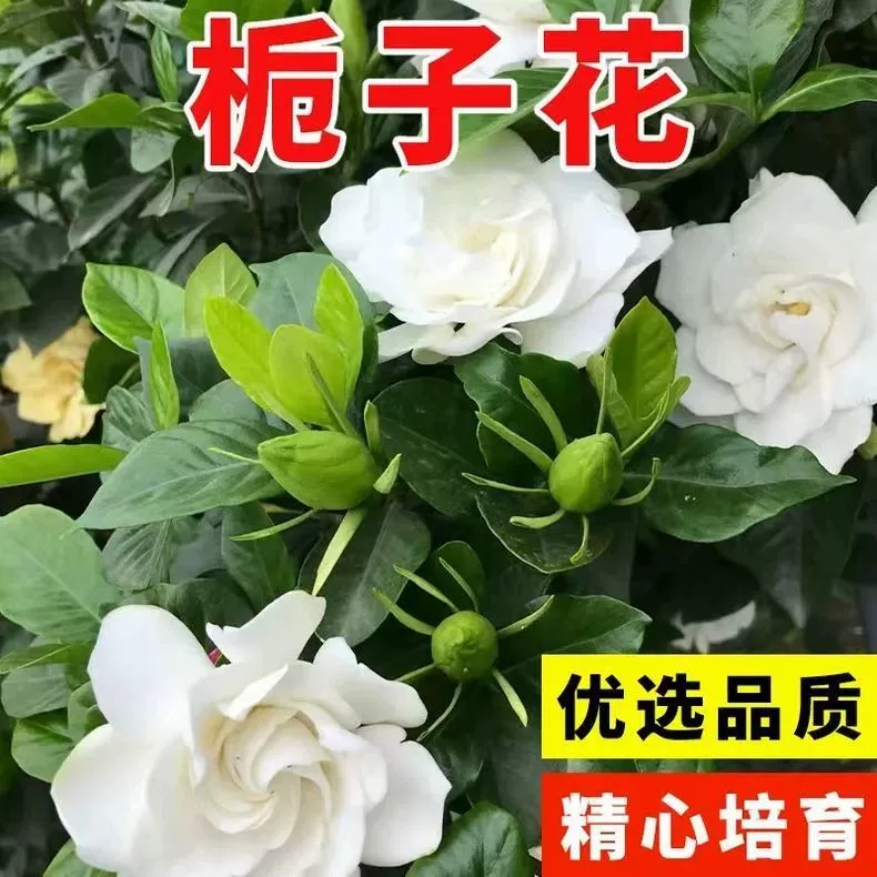 Семена гардении цветут в любое время года, легко живущие цветы и растения, семена красочных цветов в помещении, семена цветов в горшках.